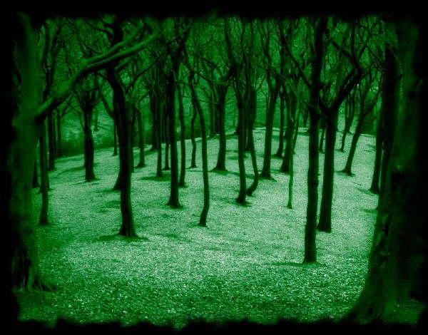 Tandlewood